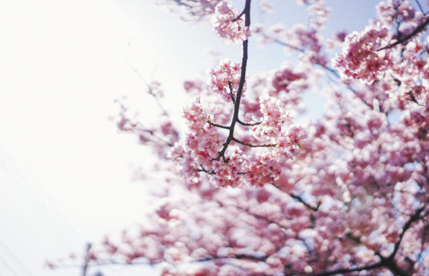 1000本桜と菜の花の絶景！三浦海岸桜まつり2020 現地レポート
